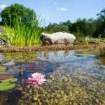 piscine/bassin naturel