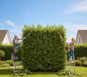 Haie Mitoyenne : Qui Doit la Tailler et Payer ?