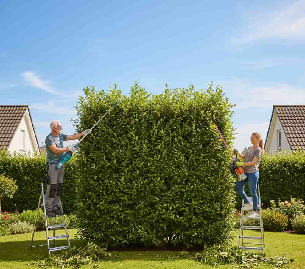 Voisins taillant ensemble une haie mitoyenne à la limite de leurs terrains