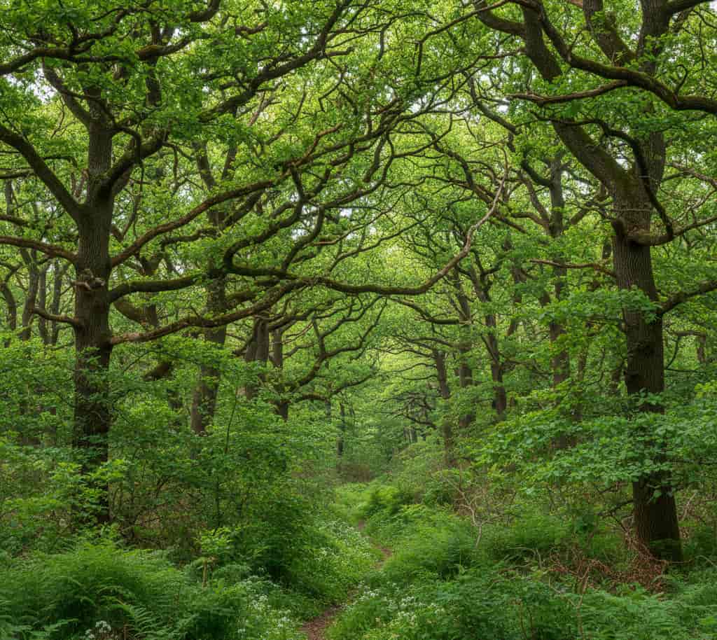 Vue d'une forêt dense et mature illustrant un Espace Boisé Classé (EBC) protégé par le règlement d'urbanisme
